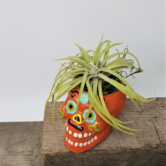Skull Day of the Dead Home Grown Air Plant - Picture 4 of 5